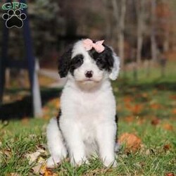 Anita/Sheepadoodle									Puppy/Female	/7 Weeks,Meet Anita, a stunning Sheepadoodle puppy brimming with playful energy! She loves attention and will happily follow you wherever you go, making her the perfect companion. Whether it’s a lively game of chase or a cozy cuddle session, her sweet disposition and endless enthusiasm makes her a joy to have around. Our priority is to give her the best kind of care so she can be the confident, healthy puppy you have always dreamed of having!