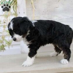 Ty/Mini Aussiedoodle									Puppy/Male	/September 16th, 2024,Here comes Ty a loving Mini Aussiedoodle puppy who is well socialized with children and family raised. This little cutie comes up to date on shots and dewormer and vet checked! The breeder offers a health guarantee on this puppy as well. If you are searching for a delightful little puppy with a gentle heart contact Susie today! 