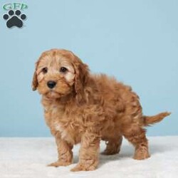 Mitch/Cavapoo									Puppy/Male	/8 Weeks,Meet Mitch, the sweetest little CavaPoo who’s ready to bring joy and love to his forever home! This adorable pup has been raised with a family, so he’s already used to cuddles and friendly faces. Mitch is vet-checked, microchipped, and up-to-date on his vaccines and dewormer, so he’s as healthy as he is lovable. With his gentle nature and playful spirit, Mitch will be the perfect companion for anyone looking for a new best friend. Bring Mitch home, and experience the joy of having a loyal, loving buddy by your side every day!