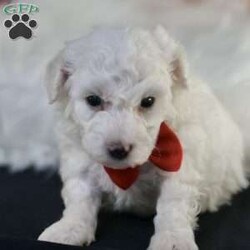 Bobby/Bichon Frise									Puppy/Male	/5 Weeks, is a happy, cuddly Bichon Frise puppy with a heart of gold. With her fluffy white coat and sparkling eyes, she’s a bundle of joy waiting to fill your days with love and laughter.