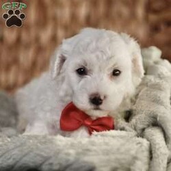 Bobby/Bichon Frise									Puppy/Male	/5 Weeks, is a happy, cuddly Bichon Frise puppy with a heart of gold. With her fluffy white coat and sparkling eyes, she’s a bundle of joy waiting to fill your days with love and laughter.