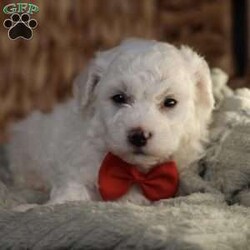 Bobby/Bichon Frise									Puppy/Male	/5 Weeks, is a happy, cuddly Bichon Frise puppy with a heart of gold. With her fluffy white coat and sparkling eyes, she’s a bundle of joy waiting to fill your days with love and laughter.