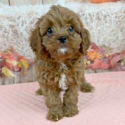 Adopt a dog:Latte/Cavapoo/Female/8 weeks,Are you looking for the best puppy ever? Well, you found me! My name is Latte and I am the best! How do I know? Well, just look at me. Aren't I adorable? Also, I come up to date on my vaccinations and vet checked from head to tail, so not only am I cute, but healthy too! I promise to be on my best behavior when I'm with my new family. I'm just a bundle of joy to have around. So, hurry and pick me to show off what an excellent puppy you have!