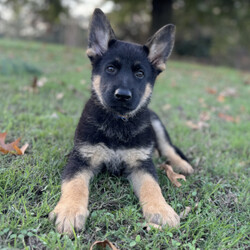 Adopt a dog:Atlas/German Shepherd Dog/Male/9 weeks,Atlas is ready to go to the ends of the world for you! He is loving and full of personality. Atlas is up to date on his age appropriate puppy vaccinations and vet checks to ensure that he is happy and healthy before venturing out into the world to make that journey home to his FUR-ever family. Could that special family be you? He can’t wait to meet you and be apart of your family!