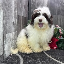 Adopt a dog:Hudson/Havanese/Male/21 weeks,Why roll the dice to see what you get when I'm the cutest puppy for your family to get. Throw me a ball or show me your lap, it won't take you long to figure out where I'm at! I may be young now, cute and cuddly at best, but wait until I get bigger and it's lots of adventures with no rest! Take me home now and you will not regret it. The bond that we'll build, of love and affection, will make a lifelong partnership and an unforgettable connection!