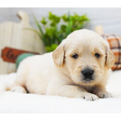 Adopt a dog:Maisy/Golden Retriever/Female/4 weeks,Hi, I'm Maisy! It's very nice to meet you. I am a very outgoing puppy looking for a family where I would fit in! If you think you could be that family, hurry up and pick me up. I will be up to date on my vaccinations before coming home to you, so we can play as soon as I get there. I'm very excited about meeting my new family, so please don't make me wait too long!