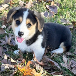 Adopt a dog:River/Pembroke Welsh Corgi/Female/10 weeks,Hi, my name is River, and I am the companion you have been looking for! I am the true definition of a man's best friend. I will arrive to my new home up to date on my vaccinations and vet checked from head to tail. We can play fetch or go for a walk; it does not matter as long as I'm with you. Pick me, you will not regret it! Call about me today before it is too late!