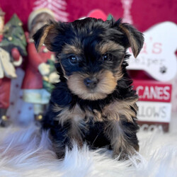 Adopt a dog:Porkchop/Yorkshire Terrier/Male/7 weeks,Hello there! It's very nice to meet you. I am a very outgoing puppy that is looking for a family where I would fit in! If you think you could be that family, then hurry up and pick me. I will be up to date on my vaccinations before coming home to you, so we can play as soon as I get there. I'm very excited about meeting my new family, so please don't make me wait too long!