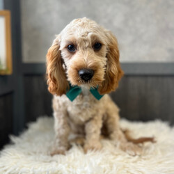 Adopt a dog:Duke/Cavapoo/Male/21 weeks,Duke is the name and making you laugh is my game. I'm a silly pup who loves to play around. I'm quite the little cut up. I just know that with me by your side you will never be bored. I will be your best friend for life. We will play, cuddle, and kiss as often as possible and I promise to always keep you entertained and happy. We are a match made in heaven, so make the call that brings me home!