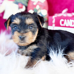 Adopt a dog:Dazzle/Yorkshire Terrier/Female/6 weeks,Hi, my name is Dazzle. I am looking for someone to play with. I love to play fetch; it’s my favorite game. When I get tired, I will come and curl up next to you so we can go to sleep. I love to go to parks and meet new people and animals. I am very affectionate and love to give kisses. I promise if you take me home, I will brighten your days and will always love you unconditionally. I will come home to you up to date on my vaccinations and vet checked. I am excited to meet you and become your new best friend!