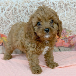 Adopt a dog:Latte/Cavapoo/Female/8 weeks,Are you looking for the best puppy ever? Well, you found me! My name is Latte and I am the best! How do I know? Well, just look at me. Aren't I adorable? Also, I come up to date on my vaccinations and vet checked from head to tail, so not only am I cute, but healthy too! I promise to be on my best behavior when I'm with my new family. I'm just a bundle of joy to have around. So, hurry and pick me to show off what an excellent puppy you have!