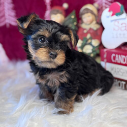 Adopt a dog:Porkchop/Yorkshire Terrier/Male/7 weeks,Hello there! It's very nice to meet you. I am a very outgoing puppy that is looking for a family where I would fit in! If you think you could be that family, then hurry up and pick me. I will be up to date on my vaccinations before coming home to you, so we can play as soon as I get there. I'm very excited about meeting my new family, so please don't make me wait too long!