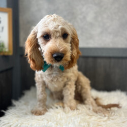 Adopt a dog:Duke/Cavapoo/Male/21 weeks,Duke is the name and making you laugh is my game. I'm a silly pup who loves to play around. I'm quite the little cut up. I just know that with me by your side you will never be bored. I will be your best friend for life. We will play, cuddle, and kiss as often as possible and I promise to always keep you entertained and happy. We are a match made in heaven, so make the call that brings me home!