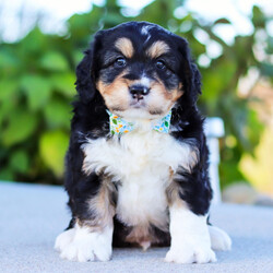 Adopt a dog:Jordan/Bernedoodle/Male/7 weeks,Hi, I'm Jordan! It's very nice to meet you. I am a very outgoing puppy looking for a family where I would fit in! If you think you could be that family, hurry up and pick me up. I will be up to date on my vaccinations before coming home to you, so we can play as soon as I get there. I'm very excited about meeting my new family, so please don't make me wait too long!