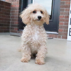 Adopt a dog:Rose/Bichonpoo/Female/17 weeks,It’s the smiles, the laughs, the warm hugs, and the sweet kisses, or the joy of just being together, these are the things that really matter to me. I really want to be a part of those things in your life. My name is Rose and I am ready for my forever family. I am a sweet puppy who loves playtime and is always up for a good cuddle. If you think I am the puppy for you, please make the call that brings me home! I can't wait to meet you!