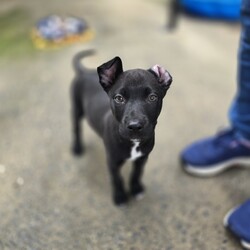 Adopt a dog:Toes/Siberian Husky / Australian Dingo/Female/2 Months,Hello there, I'm Toes, I'm a bundle of joy with a heart full of puppy love to give. I'm just starting to explore the world and I'm eager to learn everything about life! I need a family who can teach me new things every day. I'm an easy-going pup with a moderate lifestyle. I love playtime and naptime equally. While I'm very sociable with other dogs, I'm still learning how to make friends. So, if you have other dogs at home, that would be pawsome! I promise to be a good sister. I have no known history of issues with children or other animals, so I should fit in just about anywhere. My only requirement is that my new family works average hours, so I am not left alone for too long while I settle in to my forever home. After all, a social butterfly like me loves company! I may just be a puppy, but I promise to grow up into a loyal and loving dog. If you can offer me a loving home, I promise to fill it with joy, laughter, and lots of cuddles. I can't wait to meet you and start our adventures together. My adoption fee is $620 & I am desexed and microchipped, with my vaccinations, flea, tick & worming treatments all on board. If you think I'm the one for you, give the shelter a call! You will need to bring all the members of your household, including any other dogs when you come to meet me!