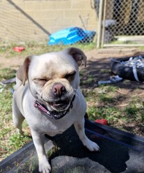 Buttercup/Pug / Jack Russell Terrier (Smooth)/Female/3 Years 2 Months,Hello, my name is Buttercup, and I'm a darling 3-year-old female Pug mix full of love and personality. My breed is known for being fun-loving and sweet, but we also have a touch of stubbornness, so I need an owner with a bit of doggie wisdom under their belt. I'm ideal for someone who works regular hours and has a moderate lifestyle. I love a good play session, but I also enjoy my nap time. I can be a bit picky with my doggie friends, so it's best if our hangouts are on a leash. I've never had any issues with other animals in the home, but it's always good to introduce new friends slowly. I need a family that understands my breed and can provide me with the right amount of exercise, training, and love. Age-wise, I'm best suited to a household with people aged 12 and up.  My vets have plans to do further surgeries and this will be completed at RSPCA Veterinary Hospital in Yagoona. I would love the chance to settle into my new home first and allow for a smoother recovery. It is recommended that you are located in the Sydney/Illawarra/Central Coast as you will need to travel to Yagoona for further vet appointments. I promise, with the right guidance, I can be the most amazing addition to your family. I hope to meet you soon!