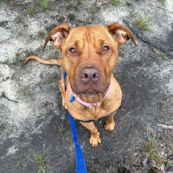 Adopt a dog:Ruby/American Staffordshire Terrier/Female/3 Years 3 Months,Hi there, My names Ruby and I am a sweet gentle lady finally on the lookout for my forever home! Could this be with you? I came to the RSPCA in quite a rough looking state – fortunately for me I am looking and feeling a lot better!  I am looking for a family who is patient and can take their time with me I would love a routine so that I can start to understand how things happen each day. This could be play, eat, sleep. I would love to laze around in the sun whilst you do some gardening or sit by you whilst we watch some telly together! I'm a pretty smart lady I already know how to sit and I am quite toilet trained in my kennel!  Unfortunately I am not huge on meeting other dogs so I must be the only dog in the household. I wouldn't be suited to going to cafe's, dog parks or the beach at this stage.  If you are interested in meeting me please call 0477 064 192 or follow the link   to fill out the exceptional owners form.