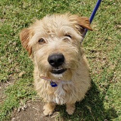 Adopt a dog:Camilla/Golden Retriever / Poodle (Standard)/Female/10 Months,Hi there, my name is Camilla! I'm a sweet, 10-month-old Golden Retriever mix girl with a heart full of love to give. I'm still a puppy, so I'm curious about everything and eager to learn about life. I may look a little different as I only have three legs, but I'm a little go-getter with plenty of energy. I promise that with lots of patience and training, I'll be the best girl you could ever dream of! I'm quite sociable with my fellow doggies, but I don't have much experience with other animals. That said, I'm open to making friends of all kinds. I'm looking for a quiet, calm household where someone can be home most or all of the time – I like company and I'm still learning about the world, so having you around would be a big help. Did I mention that I love to be active? I have a moderate lifestyle, so a daily walk or a fun game of fetch would make my tail wag with joy. If you have kids aged 10 years or older, I would love to play with them too when I'm all settled into your home! So, if you're looking for a loyal, loving, and fun companion, I'm your girl. I can't wait to meet you and become a part of your family! -Lvl 2 ART Adoption -Quiet home -Must meet other dogs -Dog confident children over 10 yrs Someone home more often than not -Time alone handout -Ongoing Positive Reinforcement Training