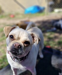 Buttercup/Pug / Jack Russell Terrier (Smooth)/Female/3 Years 2 Months,Hello, my name is Buttercup, and I'm a darling 3-year-old female Pug mix full of love and personality. My breed is known for being fun-loving and sweet, but we also have a touch of stubbornness, so I need an owner with a bit of doggie wisdom under their belt. I'm ideal for someone who works regular hours and has a moderate lifestyle. I love a good play session, but I also enjoy my nap time. I can be a bit picky with my doggie friends, so it's best if our hangouts are on a leash. I've never had any issues with other animals in the home, but it's always good to introduce new friends slowly. I need a family that understands my breed and can provide me with the right amount of exercise, training, and love. Age-wise, I'm best suited to a household with people aged 12 and up.  My vets have plans to do further surgeries and this will be completed at RSPCA Veterinary Hospital in Yagoona. I would love the chance to settle into my new home first and allow for a smoother recovery. It is recommended that you are located in the Sydney/Illawarra/Central Coast as you will need to travel to Yagoona for further vet appointments. I promise, with the right guidance, I can be the most amazing addition to your family. I hope to meet you soon!