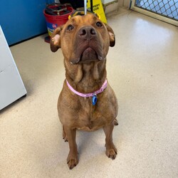 Adopt a dog:Ruby/American Staffordshire Terrier/Female/3 Years 3 Months,Hi there, My names Ruby and I am a sweet gentle lady finally on the lookout for my forever home! Could this be with you? I came to the RSPCA in quite a rough looking state – fortunately for me I am looking and feeling a lot better!  I am looking for a family who is patient and can take their time with me I would love a routine so that I can start to understand how things happen each day. This could be play, eat, sleep. I would love to laze around in the sun whilst you do some gardening or sit by you whilst we watch some telly together! I'm a pretty smart lady I already know how to sit and I am quite toilet trained in my kennel!  Unfortunately I am not huge on meeting other dogs so I must be the only dog in the household. I wouldn't be suited to going to cafe's, dog parks or the beach at this stage.  If you are interested in meeting me please call 0477 064 192 or follow the link   to fill out the exceptional owners form.