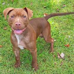 Adopt a dog:Earl/Staffordshire Bull Terrier / Rhodesian Ridgeback/Male/5 Months,Hi, my name is Earl! I'm a handsome young puppy bursting with energy, sunshine and rainbows! I found myself in a dark place with my siblings, someone picked us up and took us to the vet, then we ended up here at the RSPCA, now we are ready to go on new adventures and find loving homes! I have had a few issues with my eyes not being how they should be, but some lovely caring vets are looking after me, and I'm SO close to having my (hopefully) final surgery to fix my eyelids – They're pretty sore right now, I can't wait to be all better. I really enjoy playing with my toys and running around with pigs' ears, I can be jumpy at times and if lots is going on, I can become too excited. For this reason, I am suited to a home with older children over the age of 10, just to prevent any mishaps! If you're looking for a new mate that you can train, build a bond with, take to the beach and puppy school, take me into consideration, I promise I will melt your heart with my gorgeous boof face. XX Earl My adoption fee = $620 & I come desexed & microchipped, with my vaccinations, flea, tick & worming treatments all started. Please give the Coffs Harbour shelter a call today if you'd like to meet me, and remember, you will need to bring all members of the household, including any other dogs, when you come down.