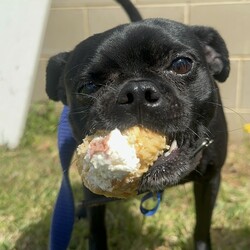 Mars/Pug / Jack Russell Terrier (Smooth)/Male/2 Years 4 Months,Hello! I'm Mars, a charming 2-year-old Pug who's looking for a forever home. I'm a male pup with a moderate lifestyle and a playful personality. My training is still a work in progress, but I'm eager to learn and explore life every day. I'd thrive in a home with someone who works average hours and can give me the attention I need. Ideally, you'd have a securely enclosed backyard or an attached enclosure for me to get my daily exercise, sniff around, and just be a dog. A home with kids aged 12 years and above would be great as I've got a lot of energy to share. As far as other dogs are concerned, I can be a bit selective, so perhaps it's best if we avoid off-leash dog parks. But don't worry, I've never had any issues with other animals at home. My vets have plans to do further surgeries and this will be completed at RSPCA Veterinary Hospital in Yagoona. I would love the chance to settle into my new home first and allow for a smoother recovery. It is recommended that you are located in the Sydney/Illawarra/Central Coast as you will need to travel to Yagoona for further vet appointments. If you're willing to share your home and your heart with a fun-loving pug like me, I promise to shower you with love and make every day a joy. Can't wait to meet you!