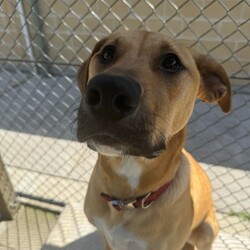 Haven/Staffordshire Bull Terrier / German Shepherd Dog/Female/1 Year 2 Months,Hey there, I’m Haven! I’m a sweet and spirited girl with a heart full of love and a whole lot of energy. I’m playful and always ready for some fun, but I can be a little nervous in new situations, so I’m looking for a patient and understanding home. I love making new dog friends, but I’m still learning the ropes when it comes to socializing, so I would be best suited to a house with no other animals at this stage. I know some basic cues like sit, stay, and come, and I’m eager to learn more with your help! Car rides? Oh, yes, please! Feeling the breeze and checking out new sights makes me so happy. And when it’s time to chill, there’s nothing better than some cozy couch time and a yummy long-lasting chew to keep me entertained. If you’re looking for a loyal companion who’s ready to grow and share some love, I’d be thrilled to join your family! Let’s make some great memories together! 