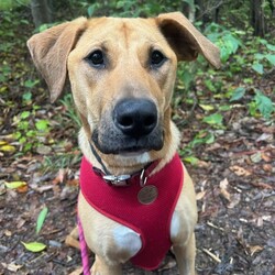 Haven/Staffordshire Bull Terrier / German Shepherd Dog/Female/1 Year 2 Months,Hey there, I’m Haven! I’m a sweet and spirited girl with a heart full of love and a whole lot of energy. I’m playful and always ready for some fun, but I can be a little nervous in new situations, so I’m looking for a patient and understanding home. I love making new dog friends, but I’m still learning the ropes when it comes to socializing, so I would be best suited to a house with no other animals at this stage. I know some basic cues like sit, stay, and come, and I’m eager to learn more with your help! Car rides? Oh, yes, please! Feeling the breeze and checking out new sights makes me so happy. And when it’s time to chill, there’s nothing better than some cozy couch time and a yummy long-lasting chew to keep me entertained. If you’re looking for a loyal companion who’s ready to grow and share some love, I’d be thrilled to join your family! Let’s make some great memories together! 