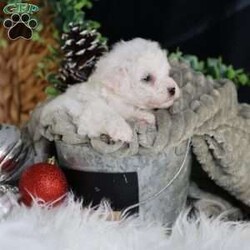 Tiny-Frosty/Bichon Frise									Puppy/Male	/6 Weeks,, a little winter wonder, is a Bichon Frise puppy with a heart as pure as the driven snow. His soft, white fur and playful spirit make him the perfect Christmas companion. Whether he’s frolicking in the snow or curled up by the fireplace, Frosty is sure to bring joy and warmth to your home.