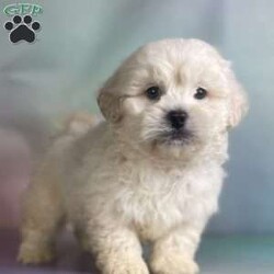 Marshmellow/Peekapoo									Puppy/Male	/8 Weeks,Hey There, My name is Marshmellow! I am a very cute male Peekapoo puppy! I was born on September 24th, 2024. I am such a sweet little boy! I am looking for my new family, could that be with you? If you choose me I will come home to you with my vaccinations and deworming up to date. If you think that I would make the perfect little addition to your family, then please call or text to find out more information about me!