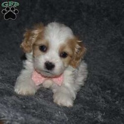 Trisha/Cavachon									Puppy/Female	/6 Weeks,Trisha is outgoing,playful and has sweet cavachon temperment. She’s looking for her forever home. 