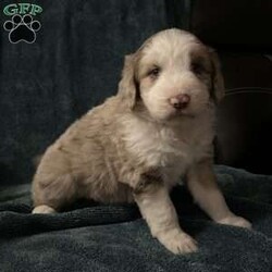 Willow/Aussiedoodle									Puppy/Female	/October 13th, 2024,Come meet your forever friend. She loves to play and explore. She is from a litter of 5 healthy happy puppies. Vet checked and up to date on shots and has been dewormed.