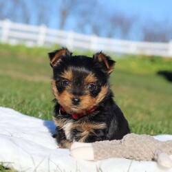 Marshall/Yorkie									Puppy/Male	/8 Weeks,Meet the most darling Yorkshire Terrier, Marshall! This handsome boy is playful yet affectionate and he has a curious personality that keeps every day interesting. Yorkies are well known for their intelligence, trainability & loyalty to their owners, they also tend to shed very little so they make wonderful family pets. We have always loved this breed, their brave and feisty spirit sets them apart from others!