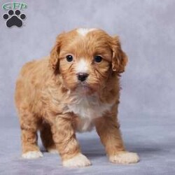 Ezra/Cavapoo									Puppy/Male	/6 Weeks,Meet Ezra, the sweetest F1 Cavapoo you’ll ever find! This little guy is looking for a loving forever home where he can shower his new family with love and cuddles. Raised in a caring environment, Ezra is well-socialized and ready to be your best friend. He’s been vet-checked, is up-to-date on vaccines and dewormer, and is microchipped for extra peace of mind. Ezra comes with a health guarantee, so you know he’s off to a healthy start in life. His parents are AKC registered and have been genetically tested to ensure the best for their puppies. Whether you pick him up or choose delivery, Ezra will be ready to brighten your life. Don’t miss the chance to make Ezra part of your family—he’s waiting just for you!