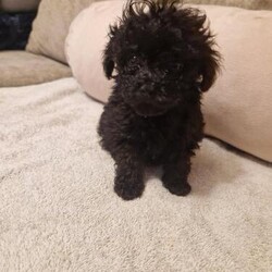 Adopt a dog:Toy poodle puppys for sale/Toy poodles/Male/8 weeks,2 x toy poodle puppys I have 2 boys left thay are ready to go on the 23rd November! Thay come from a family home with cats , dogs and children there lovely little fellas looking for there forever home, mum and dad can be see