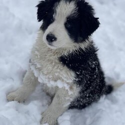 Beautiful Rough Coated Border Collie Male Puppy/Border Collie/Mixed Litter/10 weeks,Beautiful fluffy, long haired Border Collie BOY available.

Ready to go to his new homes.

GWYN - available

Born 11 September, 2024

These gorgeous puppies will make lovely pets, or are suitable as working sheep dogs.

Both mum, Siân, and dad, Wil, are lovely natured working sheep dogs. Wil is registered with the International Sheep Dog Society (ISDS)

*Puppies are wormed at 2, 4, 6, 8 and 10 weeks old with Drontal Oral Suspension.

*They have been microchipped (microchip details will be transferred in to new owner’s name free of charge on collection of puppy).

*They have been flea treated with Frontline Spot-on.

*Puppies will leave with a bag of dry food and a blanket with their mother and littermates scent, worming record, and microchip details.