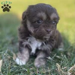 Trixie/Peekapoo									Puppy/Female	/9 Weeks,Hey There, My name is Trixie! I am a very beautiful female Peekapoo puppy! I was born on September 18th, 2024. I am such a sweet little girl! I am looking for my new family, could that be with you? If you choose me I will come home to you with my vaccinations and deworming up to date. If you think that I would make the perfect little addition to your family, then please call or text to find out more information about me!