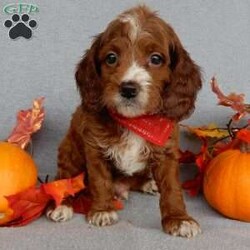 Scout/Cavapoo									Puppy/Male	/8 Weeks,Prepare to fall in love!!! My name is Scout and I’m the sweetest little F1b cavapoo looking for my furever home! One look into my warm, loving eyes and at my silky soft coat and I’ll be sure to have captured your heart already! I’m very happy, playful and very kid friendly and I would love to fill your home with all my puppy love!! I am full of personality, and ready for adventures! I stand out above the rest with my beautiful fluffy red coat with white markings!!… I will come to you vet checked, microchipped and up to date on all vaccinations and dewormings . I come with a 1-year guarantee with the option of extending it to a 3-year guarantee and shipping is available! My mother is Winnie, our sweet 14# cavapoo with a heart of gold and my father is Theo, a 6# AKC red mini poodle and he has been genetically tested ! Both of the parents are on the premises and available to meet! Why wait when you know I’m the one for you? Call or text Martha to make me the newest addition to your family and get ready to spend a lifetime of tail wagging fun with me! (7% sales tax on in home pickups) 