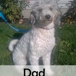 Daisy/Mini Bernedoodle									Puppy/Female	/9 Weeks,Great to meet you!  I’m Daisy, a beautiful Mini Bernedoodle puppy and i would love to make your day better! I am very happy, playful and very well socialized! I would love to fill your home with all of my puppy love! I have been vet checked, microchipped and I am up to date on vaccinations and dewormings and will come with a one year genetic health guarantee. Call or text anytime to make me the newest addition to your family and get ready to spend a lifetime of tail wagging fun!