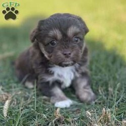 Trixie/Peekapoo									Puppy/Female	/9 Weeks,Hey There, My name is Trixie! I am a very beautiful female Peekapoo puppy! I was born on September 18th, 2024. I am such a sweet little girl! I am looking for my new family, could that be with you? If you choose me I will come home to you with my vaccinations and deworming up to date. If you think that I would make the perfect little addition to your family, then please call or text to find out more information about me!