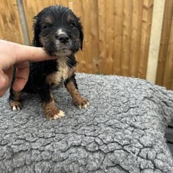 Cocker spaniel puppies for sale/Cocker spaniel/Mixed Litter/5 weeks,Pleased to welcome 5 lovely healthy puppies
Both parents are working and well behaved family pets
Available
2x black tri dogs
2x red and white bitches
1x red and white dog
Puppies will be wormed 2/4/6/8 weeks and be on food ready for there new homes
Puppies will be ready for collection December 8th onwards