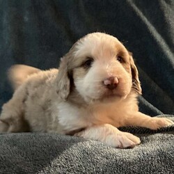 Willow/Aussiedoodle									Puppy/Female	/October 13th, 2024,Come meet your forever friend. She loves to play and explore. She is from a litter of 5 healthy happy puppies. Vet checked and up to date on shots and has been dewormed.