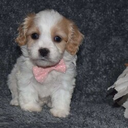 Trisha/Cavachon									Puppy/Female	/6 Weeks,Trisha is outgoing,playful and has sweet cavachon temperment. She’s looking for her forever home. 