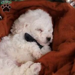 Tiny-Frosty/Bichon Frise									Puppy/Male	/6 Weeks,, a little winter wonder, is a Bichon Frise puppy with a heart as pure as the driven snow. His soft, white fur and playful spirit make him the perfect Christmas companion. Whether he’s frolicking in the snow or curled up by the fireplace, Frosty is sure to bring joy and warmth to your home.