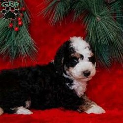 Rudolph/Mini Bernedoodle									Puppy/Male	/8 Weeks, is a happy, cuddly Mini Bernedoodle puppy with a heart of gold. With his fluffy black / white coat and sparkling eyes, she’s a bundle of joy waiting to fill your days with love and laughter.