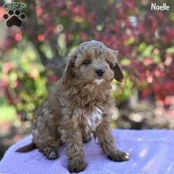 Noelle/Cockapoo									Puppy/Female	/10 Weeks,These adorable Cockapoo puppies are ready to find their forever homes! Raised in a loving, family-oriented environment, they have been socialized to ensure they grow into friendly, well-adjusted companions. The puppies’ mom is a sweet Cockapoo, and their dad is a handsome red Mini Poodle, so they will likely inherit a perfect mix of intelligence, charm, and hypoallergenic coats.