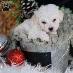 Tiny-Frosty/Bichon Frise									Puppy/Male	/6 Weeks,, a little winter wonder, is a Bichon Frise puppy with a heart as pure as the driven snow. His soft, white fur and playful spirit make him the perfect Christmas companion. Whether he’s frolicking in the snow or curled up by the fireplace, Frosty is sure to bring joy and warmth to your home.