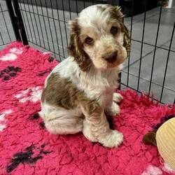 Stunning choc Roan boy from KC reg, health tested parents/Cocker Spaniel/Male/9 weeks,Chocolate roan puppy available from health tested parents.
Both mum and dad have fantastic temperaments, have been fully DNA tested for hereditary diseases and are both here for you to meet.
Both have tested clear for AMS, FN, PRA(prcd), DM, EIC and PFK, copies of their health tests will be given to you in the puppies comprehensive puppy pack.

The puppies are being raised in the home with mum and dad and have been handled daily from birth with lots of interaction with children of all ages so will be very well socialised, friendly, outgoing and confident puppies by the time they are ready to leave us on the next stage of their journey.
They will be used to the usual household noises of hoover, washing machine, TV etc and will have spent time exploring outside and getting used to lots of other sights, sounds and smells.
The puppies will leave for their new homes, microchipped and correctly wormed, a comprehensive puppy pack, written guidance on feeding, vaccinations, grooming, some of their regular food, copies of parents health test results, copies of mum and dads family tree, some of their favourite toys, collar and lead and a blanket with the scent of mum and siblings on it.
I will also provide you with a sachet of Frontline Plus flea treatment, a worming tablet for their next dose of wormer and a bottle of Otodex ear drops so you can be assured that you are getting, to the best of my ability, a healthy puppy.
A lifetime of advice and support is also offered to help them settle effortlessly into their new homes should any questions or queries arise.

Genuine enquiries now being taken (Lincolnshire). Sorry but individual puppies will not be held without a reservation fee.
I value my rare 'family time' as I am sure you do too, so no time wasters or photograph collectors please.