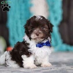 Noble/Havanese									Puppy/Male	/7 Weeks,Meet Noble, an adorable AKC Havanese puppy! This little charmer, with his silky coat and big expressive eyes, is the epitome of cuteness. Known for his cheerful and affectionate nature, he loves to be the center of attention and is always up for a cuddle or playtime. His small size and friendly demeanor make him the perfect companion for any family. Smart and eager to please, Noble is easy to train and will quickly become the heart of your home. Bursting with energy and love, spend a little time with him, and you’ll have found your new best friend!